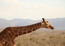 84408 Natur - Giraffe