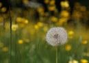 19415 Natur - Pusteblume