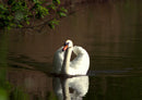 36249 Tierwelt - Schwan
