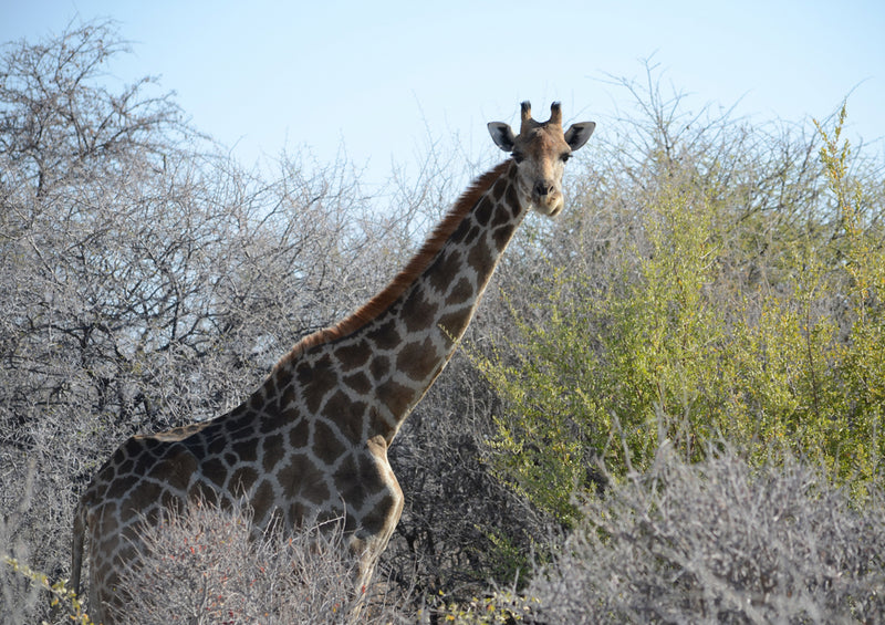 76219 Tierwelt - Giraffe