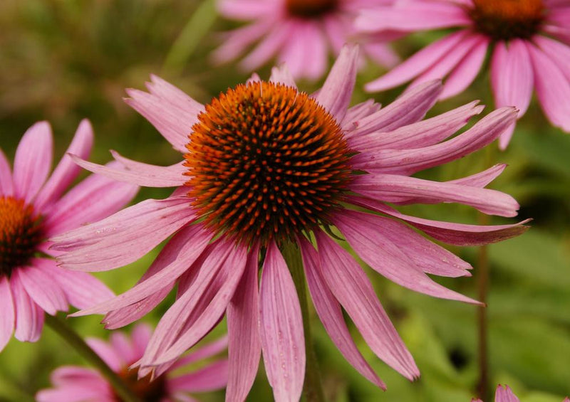 18585 Natur - Echinacea