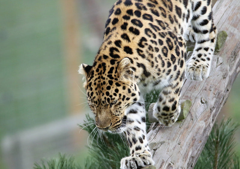 77086 Tierwelt - Leopard