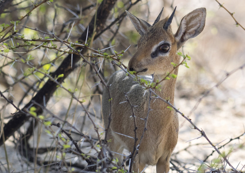 70785 Tierwelt - Dikdik