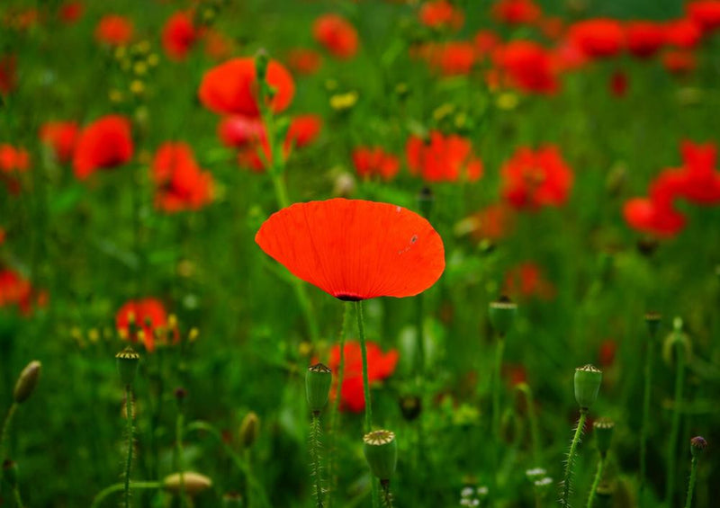 18584 Natur - Mohn-Feld