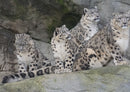 72609 Tierwelt - Leopard