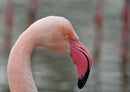 30630 Tierwelt - Flamingo