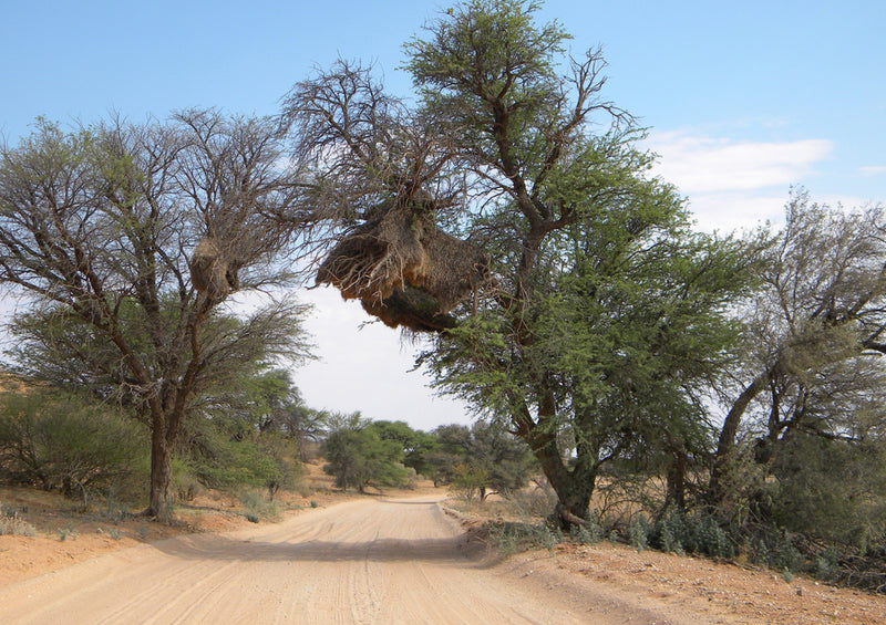 81965 Natur - Afrika