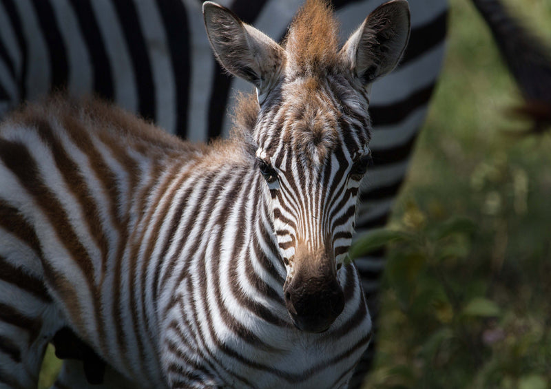 78443 Natur - Zebra