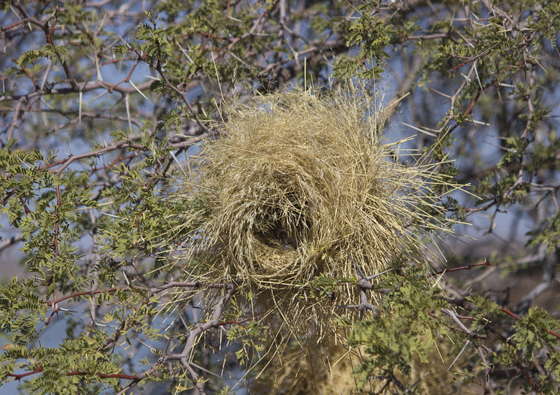 79848 Tierwelt - Nest