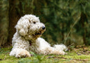 34471 Tierwelt - Hund