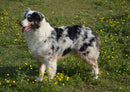 35460 Tierwelt - Junger hund