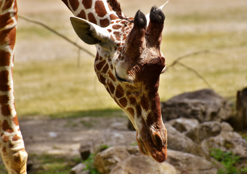 79067 Natur - Giraffe