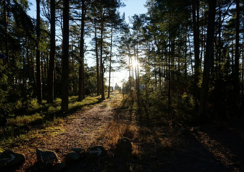 18387 Natur - Wald