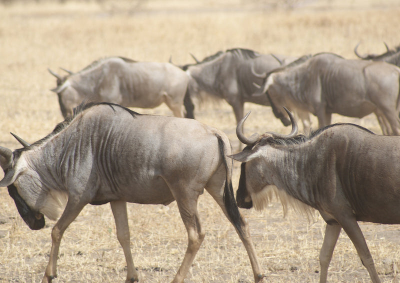 80857 Natur - Gnus