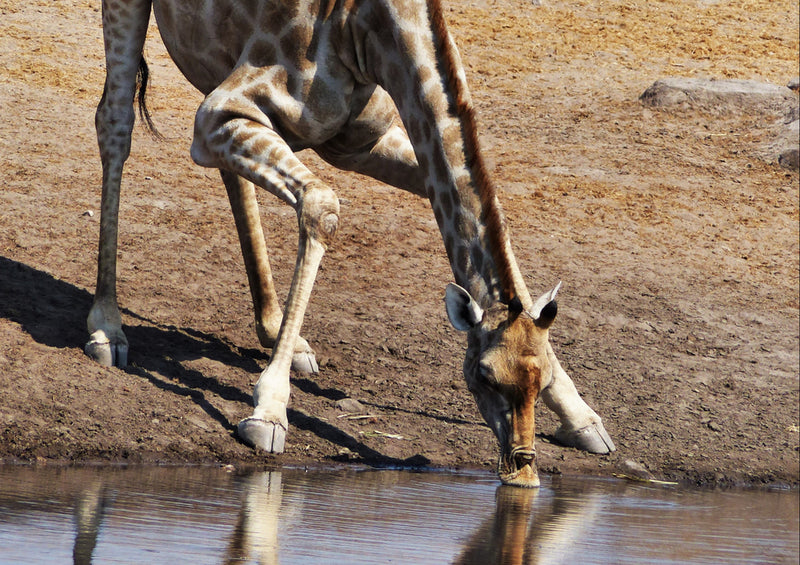 82879 Natur - Giraffe