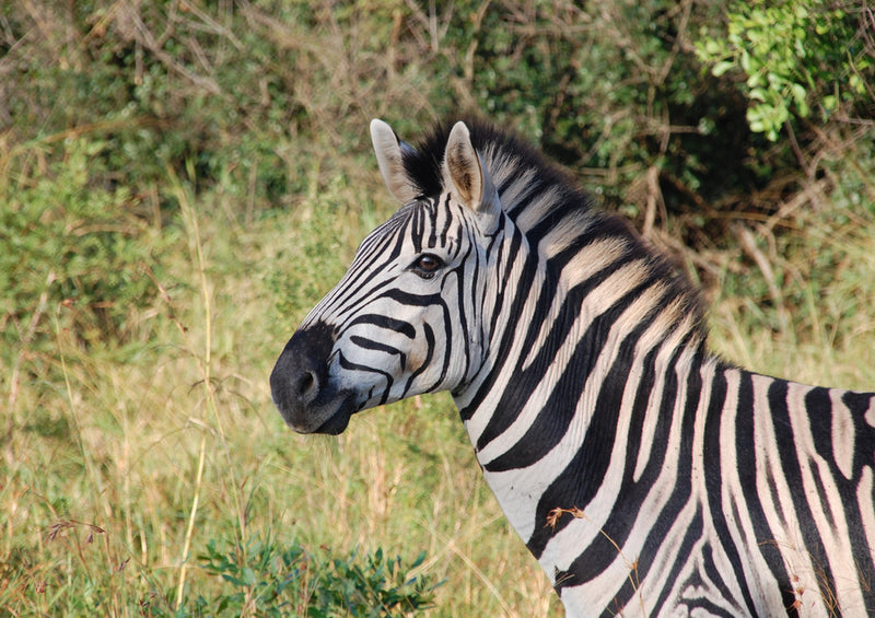 81343 Natur - Zebra