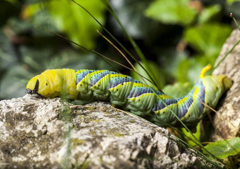 21405 Natur - bunte Raupe