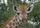 78244 Natur - Giraffe