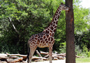 77885 Tierwelt - Giraffe