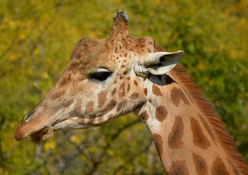 78571 Natur - Giraffe