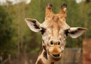 75235 Tierwelt - Giraffe