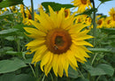 17192 Natur - Sonnenblume