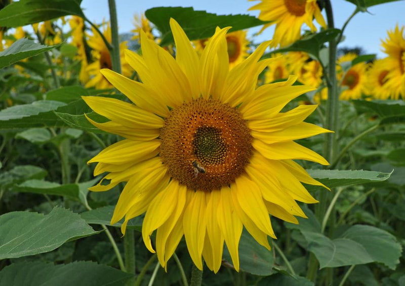 17192 Natur - Sonnenblume