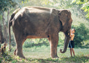 84665 Natur - Elefant