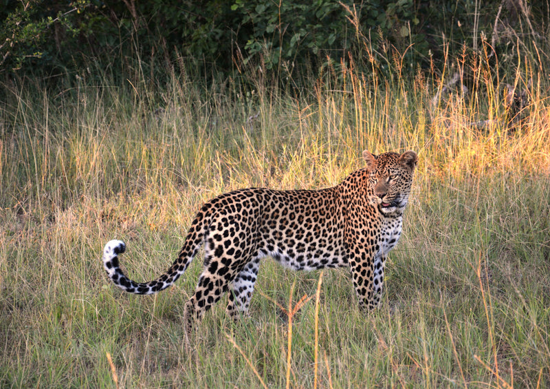 74464 Tierwelt - Leopard