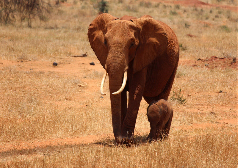 78787 Natur - Elefant