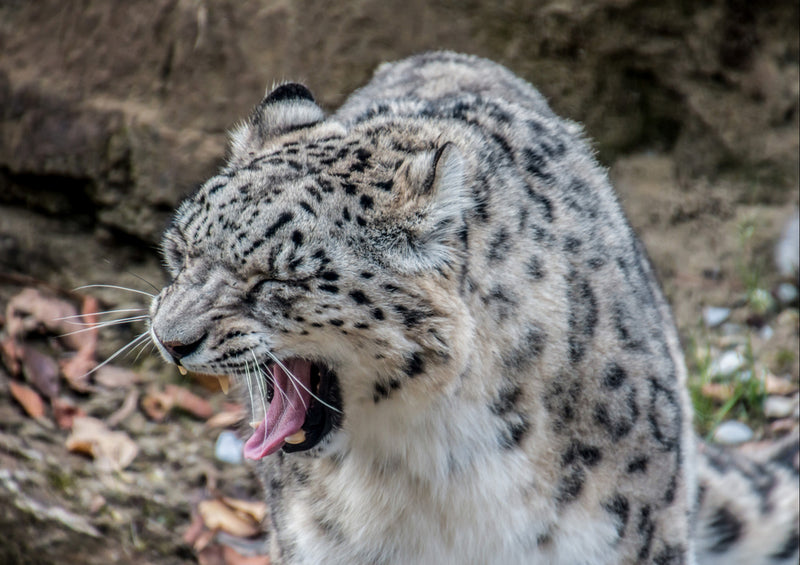 70576 Tierwelt - Schneeleopard