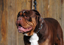 34754 Tierwelt - Englische Bulldogge