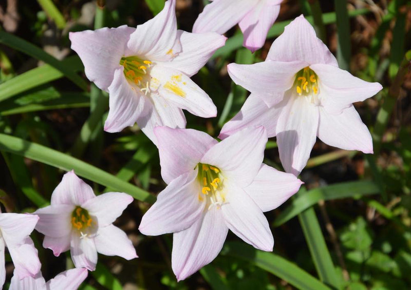 20037 Natur - Blüte