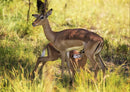84301 Natur - Rehe