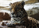 77236 Tierwelt - Jaguar