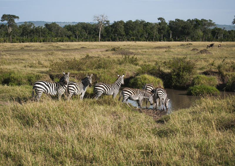 82702 Natur - Zebra