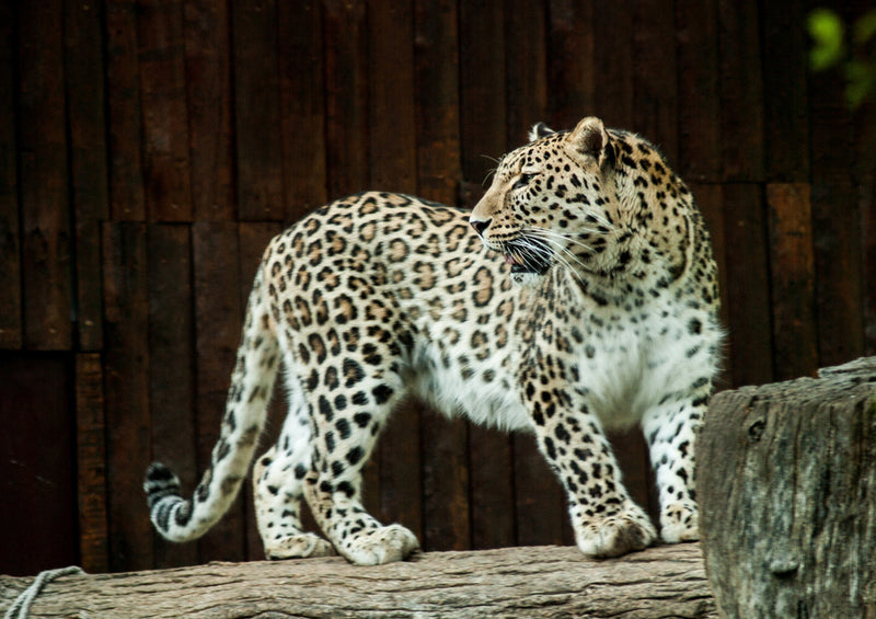 77249 Tierwelt - Leopard