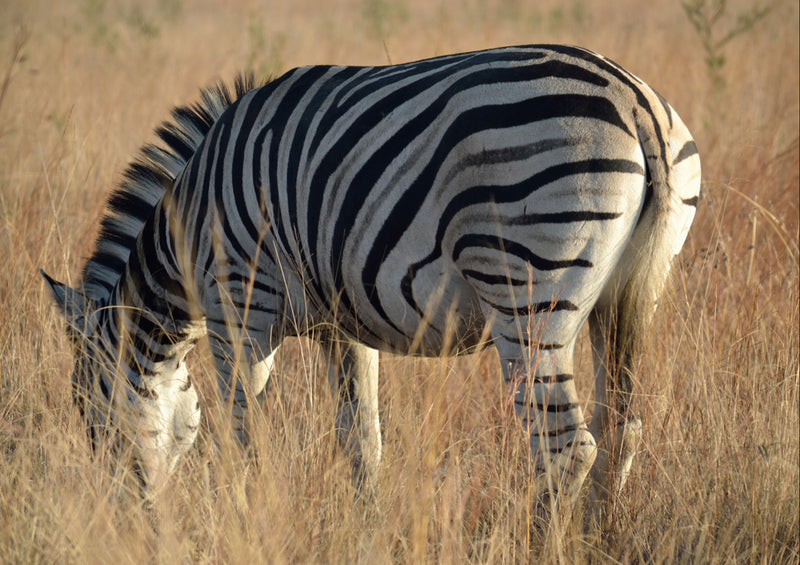 82687 Natur - Zebra