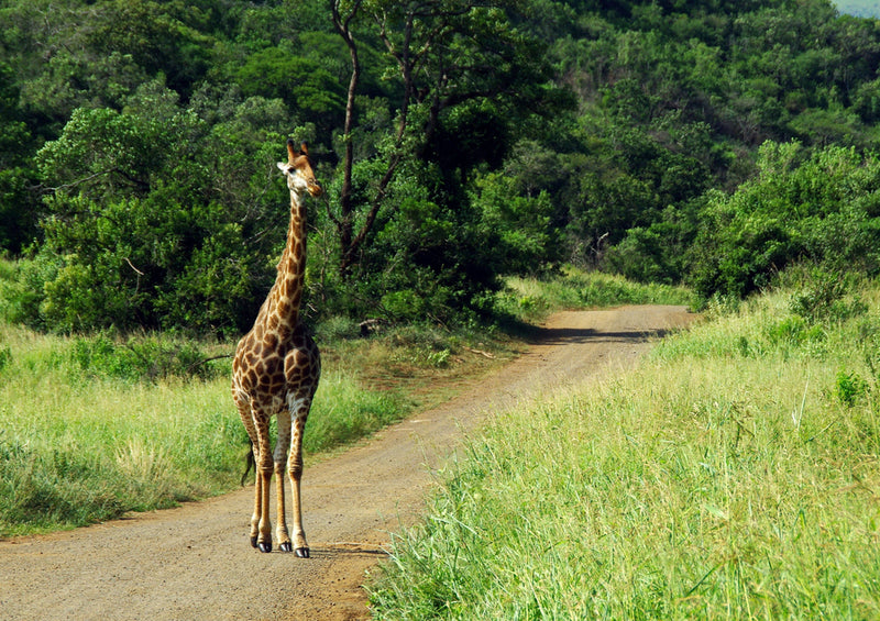 75216 Tierwelt - Giraffe