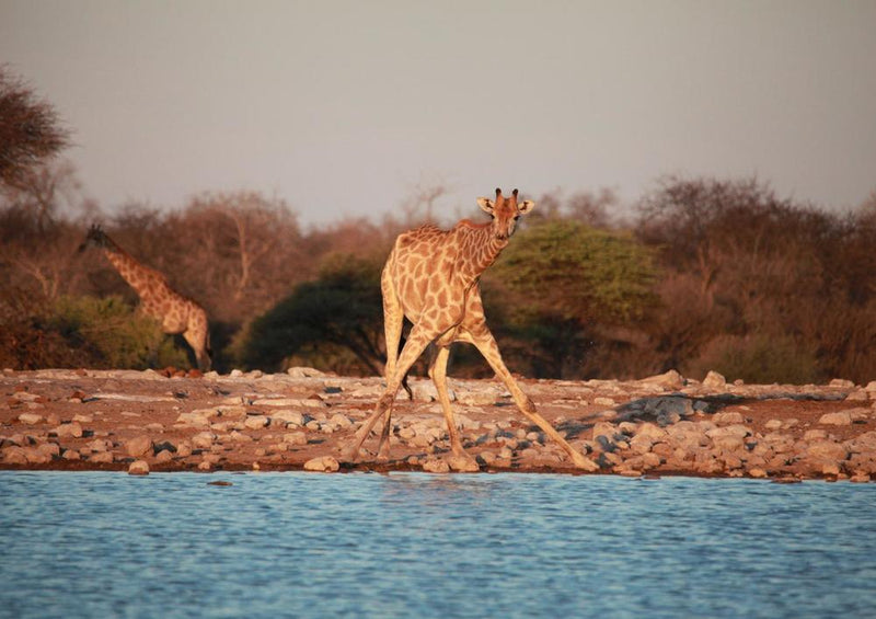 20000 Tierwelt - Auf Safari