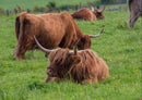 24257 Natur - Highland-Rind in Schottland