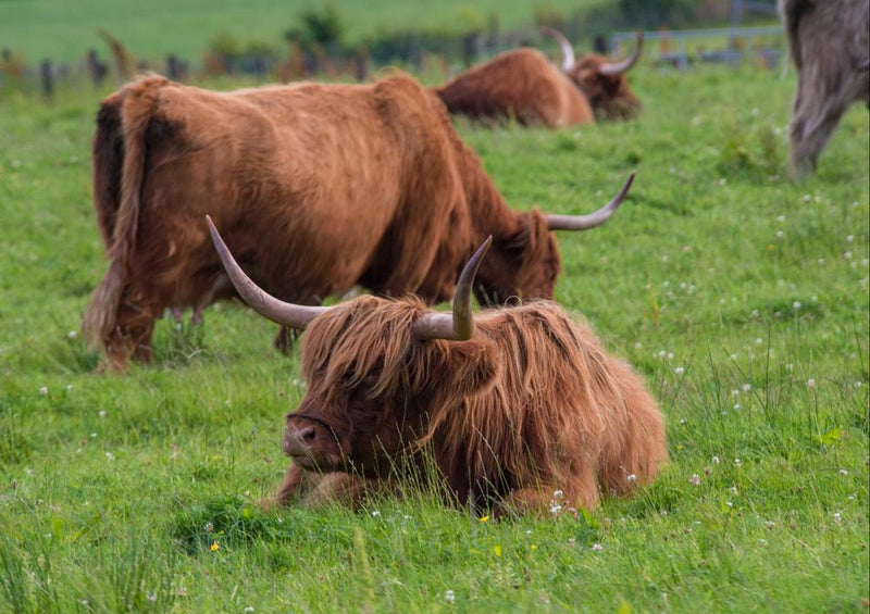 24257 Natur - Highland-Rind in Schottland