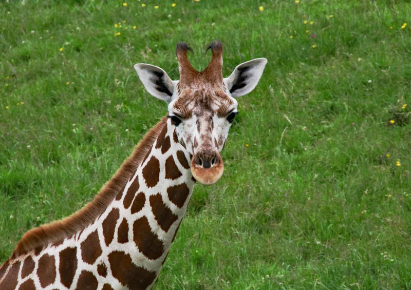 18296 Natur - Giraffenbaby