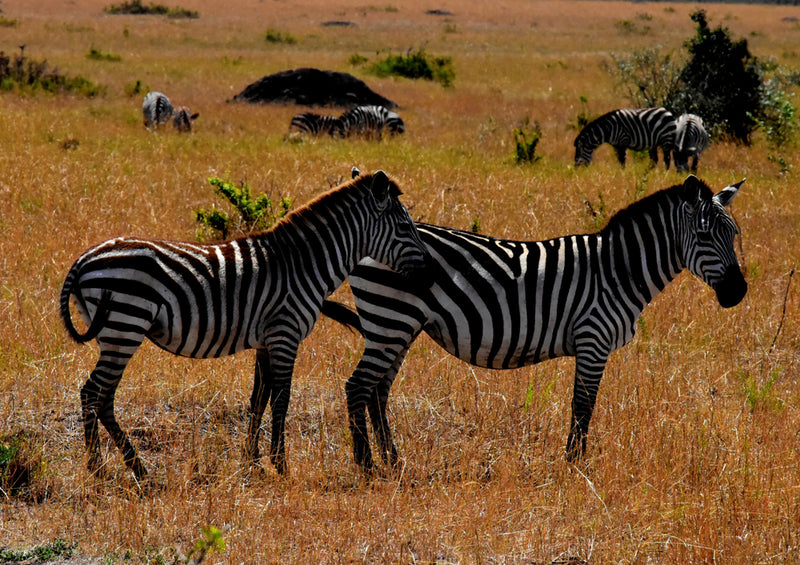 75003 Tierwelt - Zebra