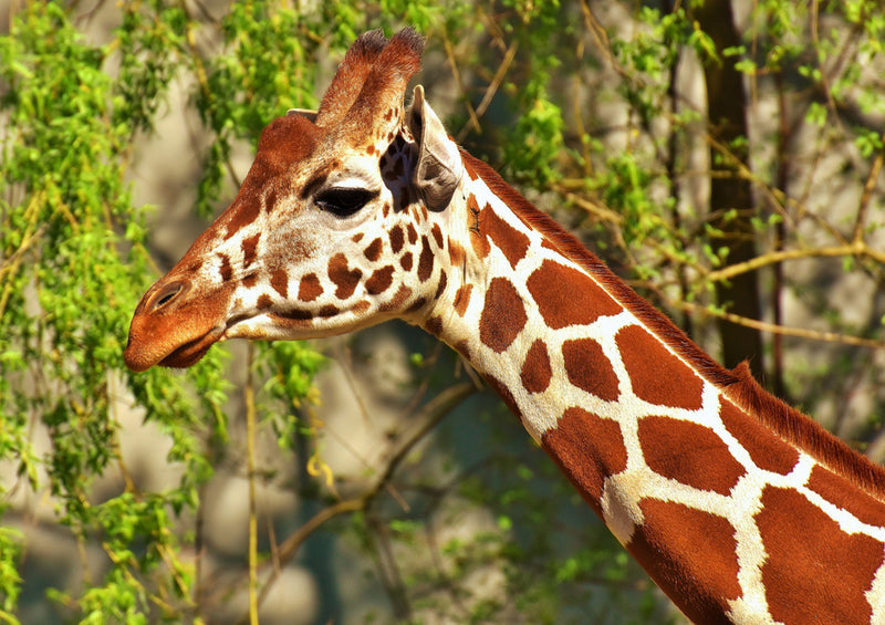 84057 Natur - Giraffe