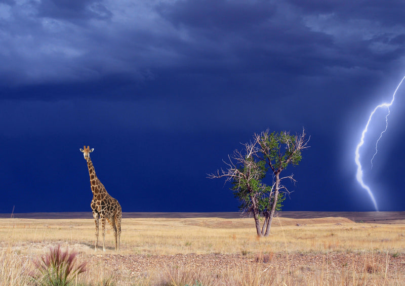 82777 Hintergründe - Afrika