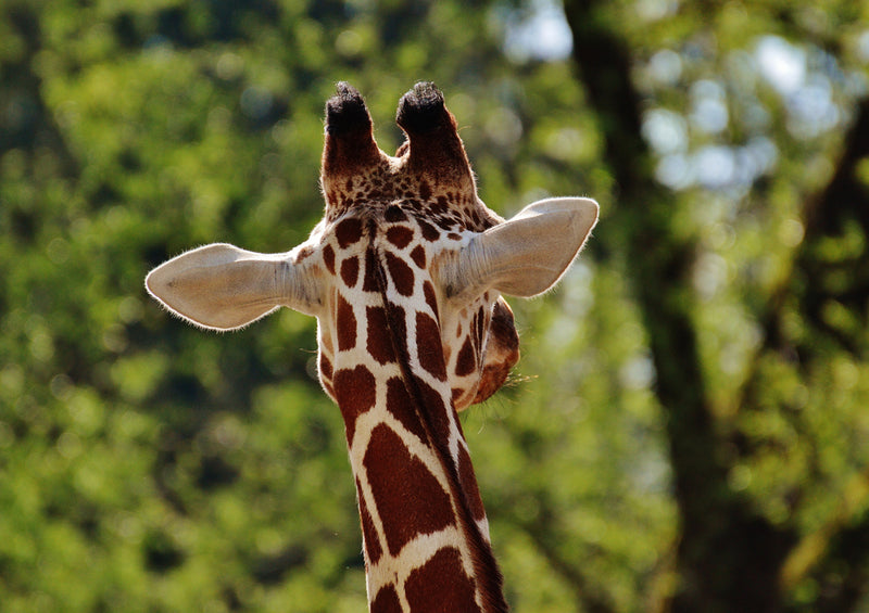 78560 Natur - Giraffe