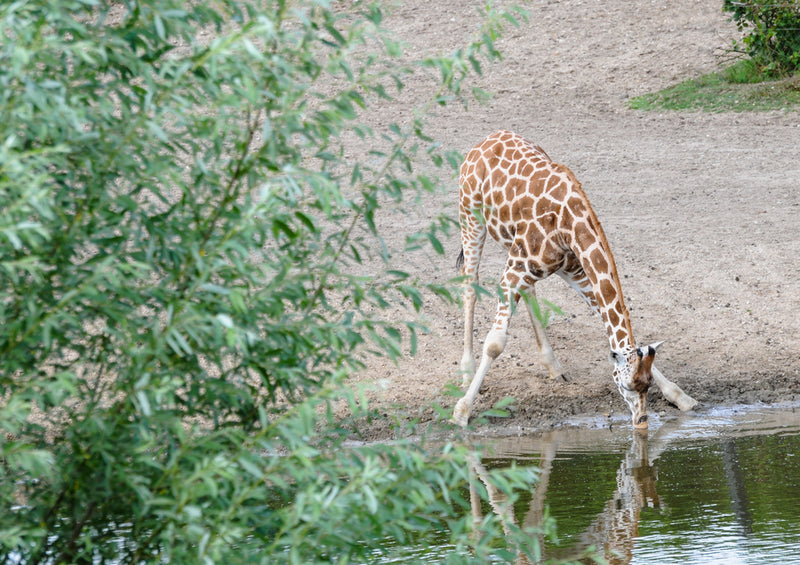 78433 Natur - Giraffe