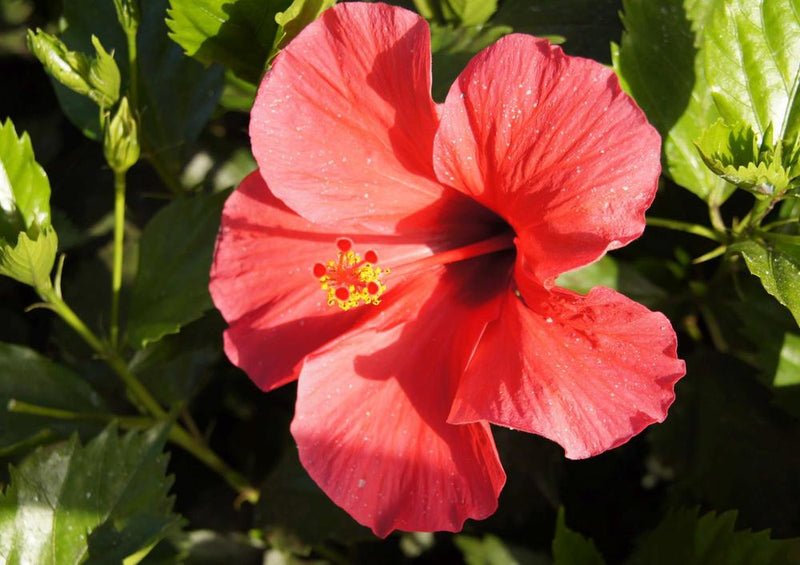 33327 Natur - Hibiskus