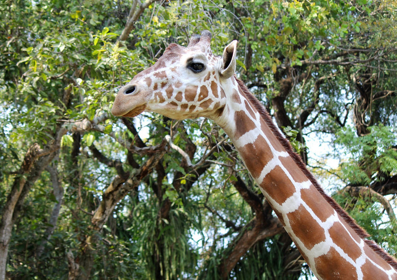 74338 Tierwelt - Giraffe